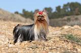 YORKSHIRE TERRIER 170